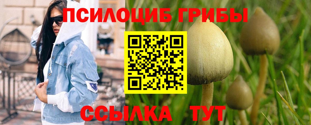 Кингисепп  Галлюциногенные грибы прущие грибы  Галлюциногенные грибы Psilocybe  Вход с VPN 